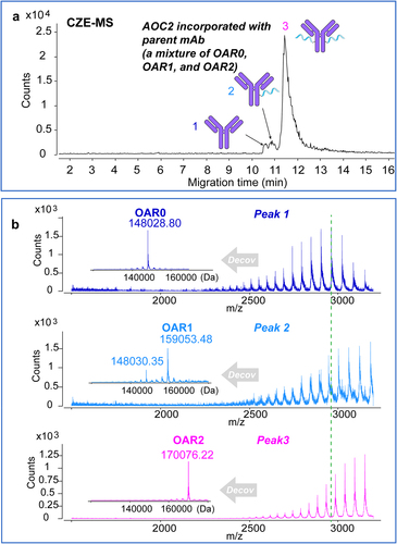 Figure 7. CZE-MS analysis of OAR species of AOC2 sample using 1% AA as BGE. (a) Base peak electropherogram of AOC2 (a cysteine-engineered AOC) incorporated with 1% parent mAb. (b) Averaged mass spectra and deconvoluted mass spectra (inserted figures) of the OAR0 (peak 1), OAR1(peak 2), and OAR2 (peak 3) separated from the AOC2-mAb mixture.