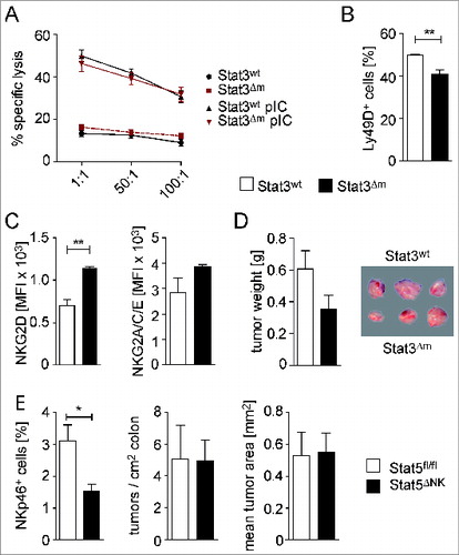 Figure 3. Tumor cytotoxicity of NK cells, isolated from spleens of STAT3wt and STAT3Δm mice, and development of CRCs in mice with reduced NK cell numbers. (A) Flow cytometric analysis of specific lysis of CFSE-labeled YAC-1 target cells by splenocytes from STAT3wt and STAT3Δm mice, injected with PBS or poly (I:C) (n = 3 per group). Different effector:target ratios are indicated. (B, C) Flow cytometric analysis of STAT3wt and STAT3Δm splenocytes demonstrating reduced percentage of CD3− NKp46+ gated Ly49D+ NK cells but increased mean fluorescence intensity (MFI) of NKG2D on CD3− NKp46+ gated NK cells in STAT3Δm mice (n ≥ 4 mice per genotype). (D) Tumor weight and tumor images after transplantation of BCR/ABLp185 tumor cells into STAT3wt and STAT3Δm host mice (n = 15 tumors in STAT3wt and 11 tumors in STAT3Δm mice). (E) STAT5ΔNK mice were employed as genetic model for NK ablation. The reduction of NK cell numbers in the intestine was confirmed by FACS analysis of mucosal cell preparations for CD45+ CD3− CD19− NKp46+ NK cells (left graph). Reduction of NK cell numbers did not affect tumor multiplicity and mean tumor area of AOM/DSS-induced CRCs (n = 8 STAT5fl/fl and 11 STAT5ΔNK mice). Bars represent data +/− SEM.