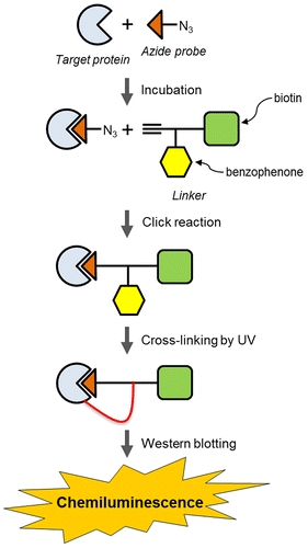 Fig. 1. Illustration of the method for identifying a target protein in this study.