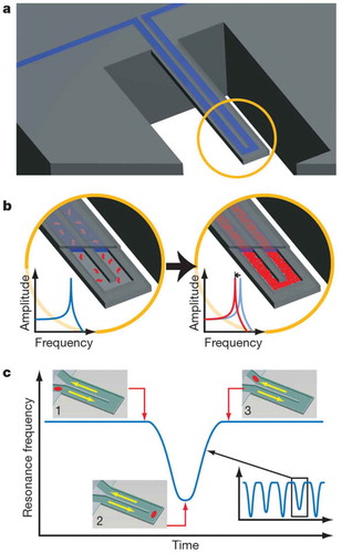 Figure 8. Schematic overview of resonant mass measurement, using systems such as Archimedes (Malvern Panalytical Ltd.). A suspended microchannel translates mass changes into changes in resonance frequency. Fluid continuously flows through the channel and delivers biomolecules, cells or synthetic particles (a). While bound and unbound molecules both increase the mass of the channel, species that bind to the channel wall accumulate inside the device, and, as a result, their number can greatly exceed the number of free molecules in solution. This enables specific detection by way of immobilised receptors (b). In another measurement mode, particles flow through the cantilever without binding to the surface, and the observed signal depends on the position of particles along the channel (insets 1–3). The exact mass excess of a particle can be quantified by the peak frequency shift induced at the apex (c). Reused with permission from Burg et al. [Citation32].