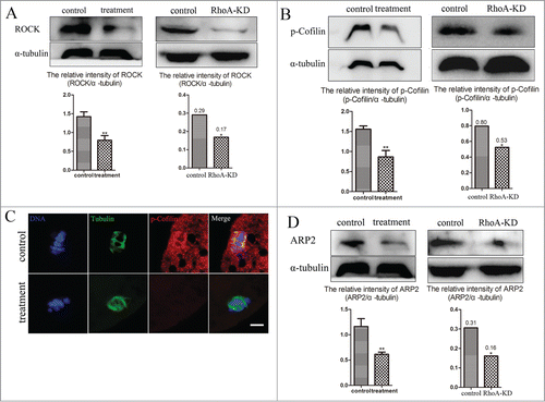 Figure 4. RhoA inhibition affects ROCK, p-Cofilin, and ARP2 expression. (A) ROCK expression decreased after Rhosin treatment or RhoA KD, as the relative intensity of ROCK protein expression (ROCK/α-tubulin) was significantly reduced (P < 0.01). (B) p-Cofilin expression decreased after Rhosin treatment or RhoA KD, as the relative intensity of p-Cofilin protein expression (p-Cofilin/α-tubulin) was significantly reduced (P < 0.01). (C) p-Cofilin localization after Rhosin treatment or RhoA KD. p-Cofilin expression was barely detectable in treated oocytes. Blue, chromatin; Green, tubulin; Red, p-Cofilin. Bar = 5 μm (D) ARP2 expression was decreased after Rhosin treatment or RhoA KD, as the relative intensity of ARP2 protein expression (ARP2/α-tubulin) was significantly reduced (P < 0.01).