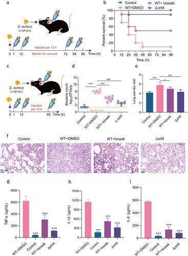 Figure 6. Isosakuranetin protected mice from S. aureus-induced pneumonia. (a) An S. aureus pneumonia infection model was established by nasal drip administration of an S. aureus suspension (2×108 CFUs). Isosakuranetin was administered after infection, and the survival rate of mice within 96 h was evaluated. (b) Determination of the effect of isosakuranetin on the survival of mice (n=10) with S. aureus-induced pneumonia. (c) An S. aureus pneumonia model was established by intranasal administration of an S. aureus suspension (1×108 CFUs). One hour after infection, the mice were treated with isosakuranetin, and the lung bacterial load, wet-to-dry weight ratio, pathological changes and major inflammatory factors were evaluated after infection for 48 h. (d) Effect of isosakuranetin treatment on bacterial load in the lungs of mice (n = 6). (e) Effect of isosakuranetin treatment on the wet to dry weight ratio in the lungs of mice. (f) Histopathological changes (H&E staining) in the lungs of S. aureus-infected mice with or without isosakuranetin (50 mg/kg). (f-h) Effect of isosakuranetin on the secretion of the validation factors TNF-α, IL-1β, and IL-6 in the bronchoalveolar lavage fluid of mice in each group. Animal data were obtained by two experiments (magnification: 400×; scale bar, 50 μm). * P < 0.05, *** P < 0.001. In Fig. 6D, the lower detection limit in our study signifies the absence of discernible bacterial presence. Survival rates were determined using the Kaplan-Meier method, and survival analyses were executed employing the log-rank test. All remaining statistical analyses were rigorously conducted using ANOVA.