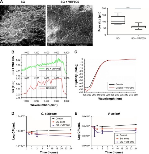 Figure 6 (A) SEM and pore size quantification of SG with and without VRF005. ***P<0.001. (B) FTIR spectroscopy SG hydrogel with and without peptide VRF005 cross-linking. (C) CD spectroscopy of gelatin and gelatin with peptides (VRF005). Time-killing kinetics of SG hydrogel with and without cross-linking peptide VRF005. (D) C. albicans. (E) F. solani.Abbreviations: C. albicans, Candida albicans; CD, circular dichroism; CL, crosslinker; F. solani, Fusarium solani; FTIR, Fourier transform infrared; HG, hard gel; SEM, scanning electron microscopy; SG, soft gelatin.