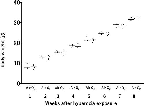 Figure 2. Body weight of mice after neonatal hyperoxic exposure. Bar: Mean value. n = 5 mice per group.