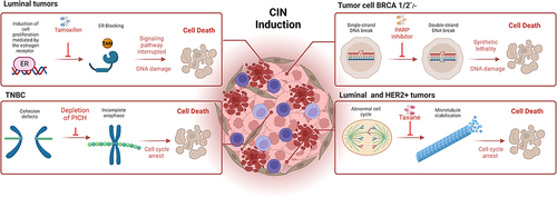 Figure 7 Chromosomal Instability (CIN) as a therapeutic target in molecular subtypes of Breast Cancer (BC). Some of the current treatments in BC seek through the application of specific drugs, to induce high levels of CIN to achieve the lethality of tumor cells. The identification of pharmacological factors that induce intolerable levels of CIN for tumor cells, could lead to highly effective therapies for BC.