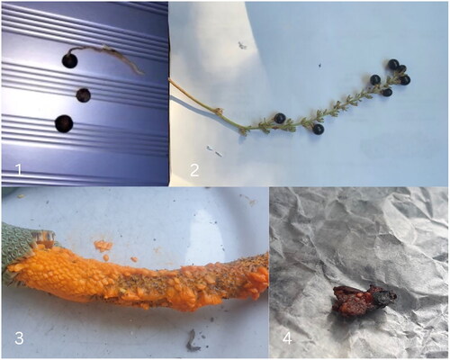 Figure 2. Examples of images with poor identification accuracy. 1. Syzigium australe. 2. Liriope. 3. Epipremnum. 4. Solanum americanum.