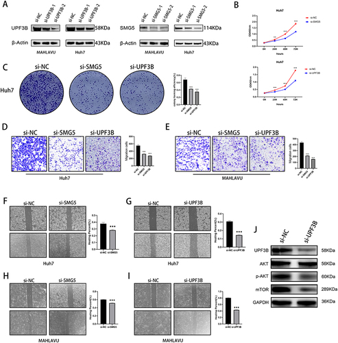 Figure 8 Effects of knockdown of key NMD-related genes on cancer cell migration, invasion, and proliferation. (A) Western blotting for SMG5 and UPF3B knockdown efficiency. (B) CCK-8 and (C) colony formation assay illustrating decreases in proliferation ability of Huh-7 cells after SMG5 and UPF3B knockdown. (D and E) Transwell assay showing decreases in invasive ability of MAHLAVU and Huh-7 cells after SMG5 and UPF3B knockdown. (F–I) Wound healing scratch test illustrating decreases in mobility of MAHLAVU and Huh-7 cells after SMG5 and UPF3B knockdown. (J) The changes in protein levels of the mTOR signaling pathway after knockdown of UPF3B. **P < 0.01, ***P < 0.001.