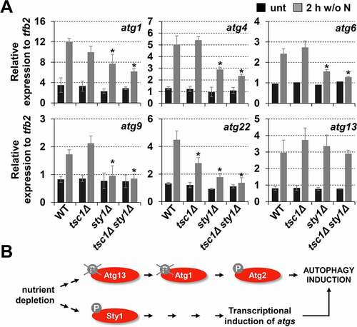 Figure 6. Sty1 plays a role in transcriptional upregulation of atg genes after nitrogen starvation. (A) Expression of some atg genes is dependent on Sty1. MM cultures of strains CC10 (WT), CC14 (tsc1Δ), CC13 (sty1Δ) and CC111 (tsc1Δ sty1Δ) were collected at the logarithmic phase (unt) and 2 h after switching to nitrogen-starved medium; total RNA was isolated and the transcripts specific for atg1, atg4, atg6, atg9, atg22 and atg13 were quantified by RT-qPCR. Amplification with tfb2 primers was used as a normalization control. Each column represents the mean value and SD (standard deviation), calculated from four biological replicates. Asterisks represent significant differences, *p˂0.01 (Welch’s t-test). (B) Scheme suggesting that Sty1 does not induce autophagy through a direct effect on Atg13-Atg1-Atg2 phosphorylation levels, but rather through the transcriptional upregulation of atg genes. See text for details.