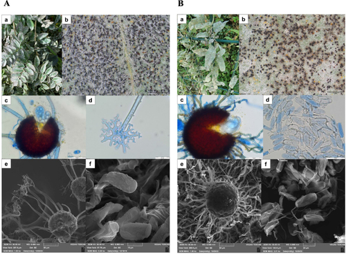 Figure 1 (A) Erysiphe palczewskii on Caragana arborescens: a – disease symptom on infected leaves; b – chasmothecia and mycelium on the host leaf (lower side); c – chasmothecium with asci and ascospores in LM; d – apical part of the appendage in LM; e – chasmothecium with appendages in SEM; f – conidia in SEM. Scale bars: b – 1 mm; c, e – 50 µm; d – 20 µm; f – 10 µm. (B) Erysiphe convolvuli on Convolvulus arvensis: a – leaves of the host plant infected by the fungus; b – chasmothecia and mycelium on the leaf (lower side); c – chasmothecium with an ascus and ascospores in LM; d – conidia in LM; e – chasmothecium in SEM; f – conidia and hyphae in SEM. Scale bars: b – 1 mm; c, d, e – 50 µm; f – 20 µm.