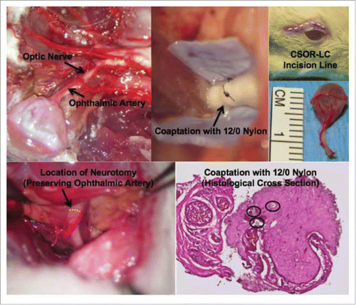 Figure 1.  