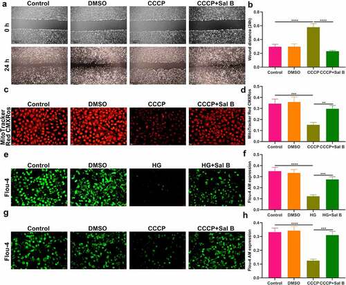 Figure 6. Sal B enhances migration and mitochondrial activity of CCCP-induced HUVECs and increases intracellular Ca2+ levels both in HG- and CCCP-induced HUVECs. (a, b) Cell scratch test detecting the wound distance of HUVECs in four groups: control, DMSO, CCCP and CCCP + Sal B. Scale bar, 200 μm. (c, d) Measurement of mitochondrial activity of HUVECs in above groups through MitoTracker Red CMXRos staining. Scale bar, 20 μm. (e, f) Detection of intracellular Ca2+ levels of HUVECs in control, DMSO, HG and HG + Sal B groups. Scale bar, 20 μm. (g, h) Detection of intracellular Ca2+ levels of HUVECs in control, DMSO, CCCP and CCCP + Sal B groups. Scale bar, 20 μm. **P < 0.01; ***p < 0.001; ****p < 0.0001.