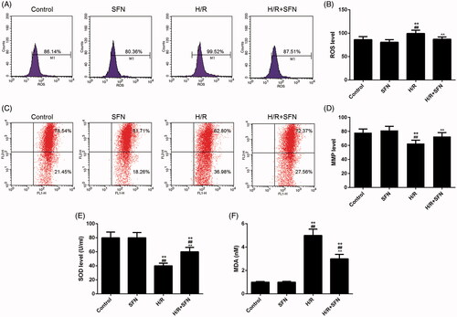 Figure 3. Effects of sulphoraphane (SFN) on reactive oxygen species (ROS), mitochondrial membrane potential (MMP), superoxide dismutase (SOD) and maleic dialdehyde (MDA) (A) The ROS level of cardiomyocytes of each group was determined by flow cytometry. (B) The level of ROS in the cardiomyocytes of each group. (C) The MMP level of cardiomyocytes was determined by flow cytometry. (D) The levels of MMP in the cardiomyocytes of each group. (E) The levels of SOD in the cardiomyocytes of each group. (F) The levels of MDA in the cardiomyocytes of each group. **p < 0.01 versus control, ##p < 0.01 versus SFN, ^^p < 0.01 versus H/R.