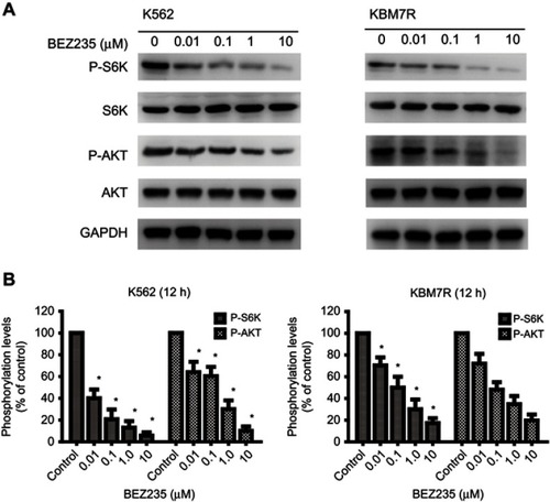 Figure 2 Dose dependent inhibition effect of BEZ235 on the phosphorylation levels of S6K and AKT (Ser473) in CML cells. (A) Results of Western blot; (B) Phosphorylationlevels of S6K, and AKT (Ser473) in cells treated with BEZ235 at concentrations of 0, 0.01, 0.1, 1.0, and 10 μM for 12 h. Mean ± SD. n=3. *P<0.05, compared with the control group.