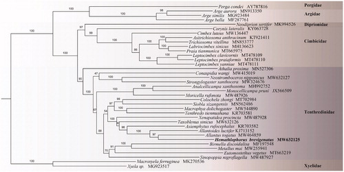 Figure 1. Phylogenetic tree including Hemathlophorus brevigenatus based on the combination of 10 unsaturated nucleotide sequences. Numbers on each node correspond to the bootstrap support values based on 1000 replicates.