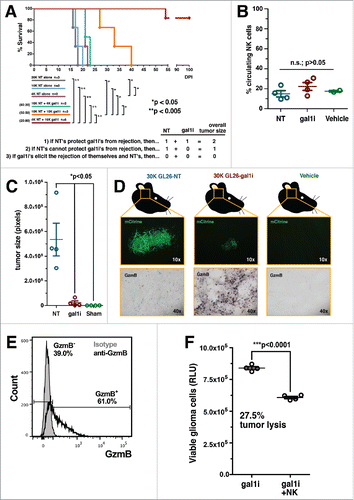 Figure 1. Gal-1-deficient GL26 glioma cells are proinflammatory. (A) Kaplan–Meier survival analysis of RAG1−/− mice bearing GL26-NT cells alone (gray, blue and purple curves), or together with an increasing percentage of GL26-gal1i cells (green, orange and red curves). NT:gal1i ratios are indicated to the left of the three co-implant groups. Three alternative experimental outcomes are shown in the table below. The actual results are consistent with outcome number 3. Mantel–Cox log-rank test detected a significant survival difference between the indicated groups. *p <0.05; **p <0.005. (B) Percentage of circulating NK1.1+ NK cells in RAG1−/− mouse blood 5-d after intracranial engraftment of GL26-NT (n = 4), GL26-gal1i (n = 4), or injection with vehicle alone (n = 2). (C) Quantitative comparison of brain tumor size 5-days after implantation into RAG1−/− mice. GL26-NT (n = 4), GL26-gal1i (n = 4), and vehicle alone (n = 2) groups are shown. (D) Representative histology from the brain tumors represented in panel C showing tumor-derived mCitrine fluorescent protein (top micrographs) and granzyme B (GzmB) expression (bottom micrographs). (E) Circulating CD11blo/NK1.1+ NK cells from RAG1−/− mouse blood demonstrating the expression of GzmB (open black histogram) above isotype control (closed gray histogram). Experiment performed in triplicate. Data from a representative experiment is shown. (F) NK-mediated cytotoxicity assessed using an ATP-dependent luminescence assay showing the level of viable GL26-gal1i cells (RLU) alone, or in the presence of a 10:1 E:T ratio of circulating NK1.1+ NK cells from RAG1−/− mice after 4 h of co-culture (n = 4 technical replicates per group, experiment repeated × 3).