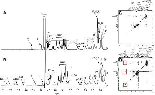 Figure 5 1H NMR spectra of (A) Mog-V, 50 mg/mL; (B) CUR/Mog-V SDPs, 55 mg/mL. 2D 1H-1H NOESY spectra of (C) Mog-V and (D) CUR/Mog-V SDPs.