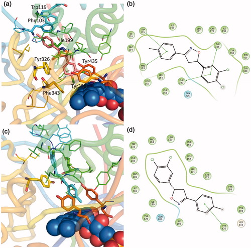 Figure 4. Putative binding mode of compound EMAC II l. (a) R-(−)-EMAC II l/MAO-B complex; (c) S-(+)-EMAC II l/MAO-B complex; (b, d) compound 2D representation and binding pocket interacting residues: green, hydrophobic; cyan, polar residues. Green arrows indicate π−π interactions.