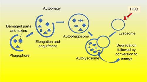 Figure 2 Autophagy is activated by KRAS mutation. The process of autophagy is highly active in pancreatic cancer cells and clears the damaged cancer cells of toxins and dying organelles to create the needed energy to survive and divide. Hydroxychloroquine prevents this autophagy process.Abbreviation: HCQ, hydroxychloroquine.