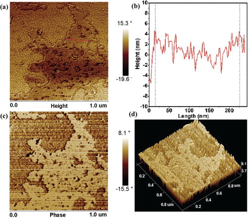 Figure 6. (a) AFM image taken on layered MoS2 nanosheets tracks of 1.0 µm periodicity. (b) Thickness of the layered MoS2 nanosheets with red line in image (a). (c) MFM image taken on layered MoS2 nanosheets tracks of 1.0 µm periodicity, with the lifting the cantilever probe up to 30 nm from the sample surface to measure a long-range interaction. (d) The 3D image of (b).