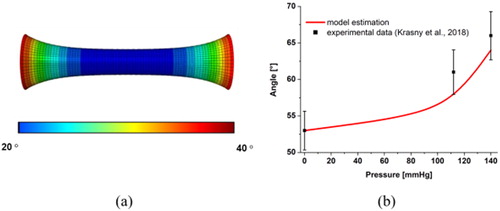 Figure 3. Exemplary results: numerical simulation of an inflation test at constant uniaxial stretch λ, on a cylindrical arterial segment. (a) Spatial distributions of θ1 angle of the fibers at stretch λ = 1.8 and pressure P = 20 mmHg. (b) Evolution of θ1 angle during the inflation test at stretch λ = 1.3.