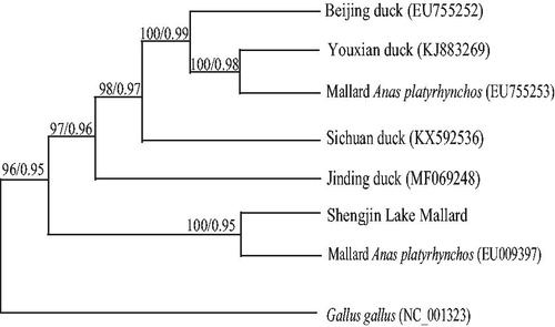 Figure 1. Phylogenetic trees based on complete mtDNA sequeces of seven ducks utilized the ML and BI methods. Numbers at each node are bootstrap values from three analyses (maximum likelihood/Bayesian inference).