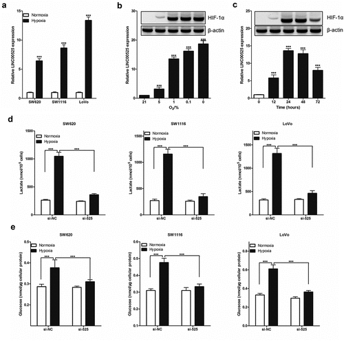 Figure 3. LINC00525 promoted hypoxic glycolysis in colorectal cancer cells.