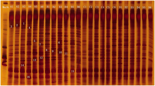 Figure 1. Example of DGGE fingerprints of PCR products of V3 regions of 16S rDNA from caecal digesta samples taken from piglets. (A) 2.5% soybean oil +0 g/t lipase; (B) 2.5% soybean oil +200 g/t lipase; (C) 5% soybean oil +0 g/t lipase; (D) 5% soybean oil +200 g/t lipase. Arrows (1–16) indicate excised bands that were re-amplified (Table 8).
