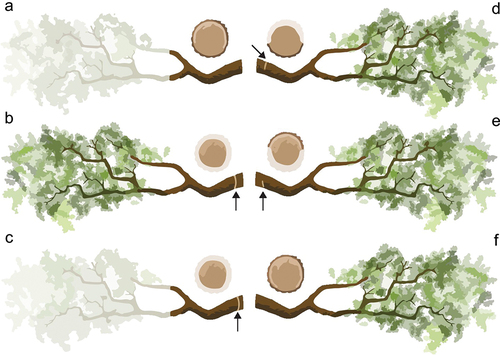 Figure 1. Dead wood creation treatments applied to oak branches. Faded regions indicate branch material removed. (a) lopping of distal foliage, (b) complete cambial girdling immediately distal to the branch union, (c) lopping of distal foliage combined with complete cambial girdling immediately distal to the branch union, (d) cambial girdling of the top 180º immediately distal to the branch union, (e) cambial girdling of the bottom 180º immediately distal to the branch union (f) no treatment control. Arrows indicate half or full girdle treatments.