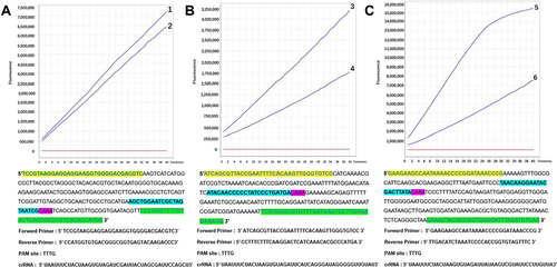 Figure 3 (A–C) show the monitoring of fluorescence values of the CRISPR-Cas12a cleavage system targeting the target sequences of H. pylori 16S rDNA, cagA, and vacA genes, respectively, with two crRNAs designed per gene. Finally, the crRNA corresponding to No.1, No.3, and No.5 with good peak initiation was selected for the subsequent cleavage experiment. The corresponding RPA primers and the positions of the crRNA and PAM sites are shown below each selected crRNA.