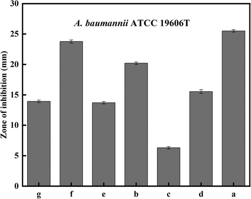 Figure 9. Zone of inhibition against A. baumannii ATCC19606T: (a) AgNPs with enhanced antibacterial properties (30 µg/disk); (b) minocycline (30 µg/disk); (c) kanamycin (30 µg/disk); (d) ceftriaxone (30 µg/disk), (e) neomycin (30 µg/disk); (f) doxycycline (30 µg/disk); (g) tetracycline (30 µg/disk).