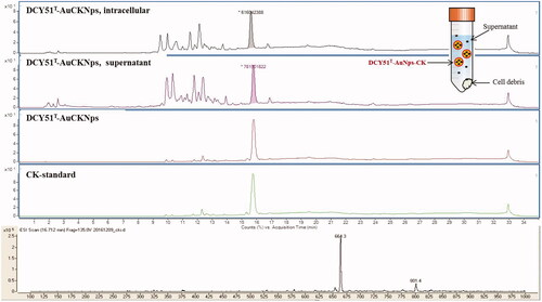 Figure 7. LC–MS spectra of ginsenoside CK released from DCY51T-AuCKNps after 24 h of sonication in DMSO-MeOH mixture (1:4, v/v). Inset distinguishes the ginsenoside CK released from the intracellular content of cell debris, supernatant, and purified DCY51T-AuCKNps.