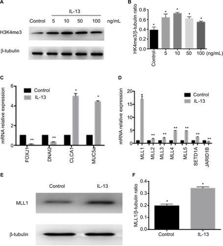 Figure 2 H3K4me3 and MLL1 protein expression and nasal epithelial hallmark gene mRNA expression with IL-13 treatment.Notes: (A) H3K4me3 expression was measured in HNEpC treated with IL-13 at indicated concentration. (B) Relative quantification of H3K4me3 intensity normalized by β-tubulin. (C) Relative mRNA expression of FOXJ1, DNAI2, MUC5a, and CLCA1 in HNEpC treated with 10 ng/mL IL-13. (D) Relative mRNA expression of H3K4me3 methyltransferase and demethylase was measured in IL-13-treated HNEpC. (E) MLL1 expression was measured in HNEpC with IL-13 treatment. (F) Relative quantification of MLL1 intensity normalized by β-tubulin. Data are expressed as mean ± SD. *P < 0.05, **P < 0.01, Student’s t-test.Abbreviation: HNEpC, human nasal epithelial cells.