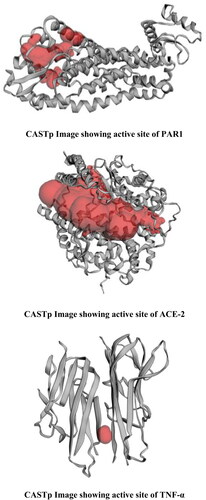 Figure 4. Binding pocket and active sites of PAR-1, ACE-2 and TNF-α COVID-19 host target proteins.
