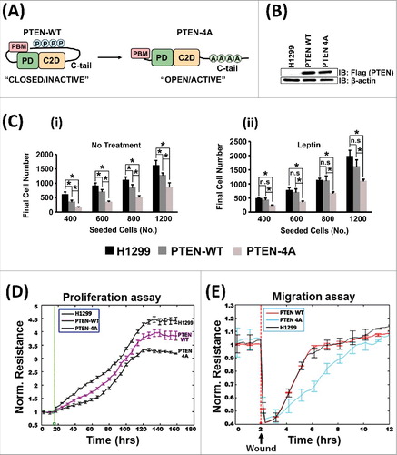 Figure 1. PTEN-4A is a more Potent Tumor Suppressor than PTEN-WT. (A) In the PTEN-4A mutant protein, the serine-threonine cluster (S380, T382, T383, S385) in the PTEN C-tail is replaced by alanine residues, converting it into an open/active conformer. (B) Lentiviral transduction, followed by puromycin selection, was used to stably express Flag PTEN-WT and Flag PTEN-4A proteins in PTEN deficient NSCLC cell line H1299. The expression levels of both PTEN-WT and PTEN-4A proteins were similar. (C) PTEN-4A inhibited cell proliferation significantly more than PTEN-WT in a standard cell proliferation assays (i). Even in the presence of a proliferative signal such as leptin, PTEN-4A remained a potent inhibitor of cell proliferation (ii). Data are derived from experiments performed in triplicates ± S.E. (n = 3, *p<0.05). (D) Cell proliferation assays on H1299, PTEN-WT and PTEN-4A cells measured by the ECIS method also revealed that PTEN-4A (black line) significantly suppressed cell proliferation as compared to PTEN-WT (pink line). (E) Likewise, PTEN-4A (blue line) significantly inhibited the migratory potential of H1299 lung cancer cells as compared to PTEN-WT (red line).