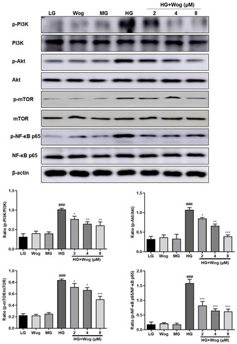 Figure 8 Wogonin inhibits PI3K/Akt/NF-κB pathway in HG-treated HK-2 cells. Western blot analysis of p-PI3K, p-Akt, p-mTOR, p-NF-κB p65 protein levels in HK-2 cells. Results represent means ± SEM for three independent experiments. ###p < 0.001 VS LG. *p < 0.05, **p < 0.01, ***p < 0.001 VS HG.