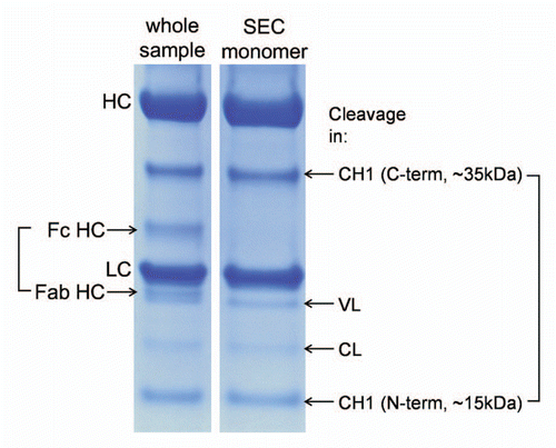 Figure 2 Reducing SDS PAGE analysis of a stressed mAb (2 weeks at 45°C, pH 9) and its SEC-purified monomer. Compared to the whole sample, the monomeric fraction lacks bands corresponding to the hinge cleavage (Fc HC and Fab HC) but contains similar bands corresponding to several cleavages within the immunoglobulin domains. Cleavage in the CH1 domain loop K133STSGGT yields two fragments of approximately 35 and 15 kDa.