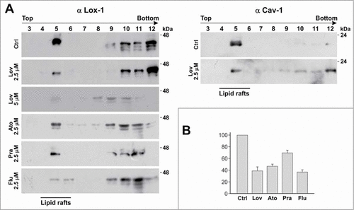 Figure 2. Detergent-free purification of caveolin-rich membrane fractions by sucrose gradient. (A) HEK-293 stably expressing LOX-1-V5 (clone 19) were treated or not with different statins, as indicated, for 3 d. Lysates were subjected to sucrose gradient centrifugation to isolate caveolin-enriched lipid rafts and immunoblotted with anti-V5 (α LOX-1)(left panel) and anti-caveolin (α Cav-1)(right panel). (B) Densitometric measurements of LOX-1 subunit band in fraction 5 derived from control or treated cells with 2.5 μM drug concentration. The data represent the average ± standard deviation (SD) of 3 separate experiments.