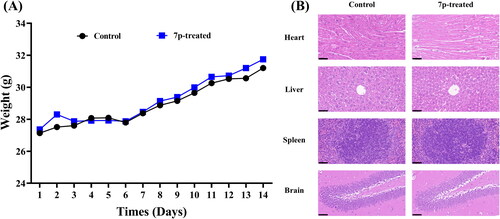 Figure 5. Toxicity evaluation of compound 7p. (A) The trends of body weight changes in control and 7p-treated group (14 d). (B) The histomorphological appearance of heart, liver, spleen, and brain between control and 7p-treated group (40 ×, scale at 50 μm).