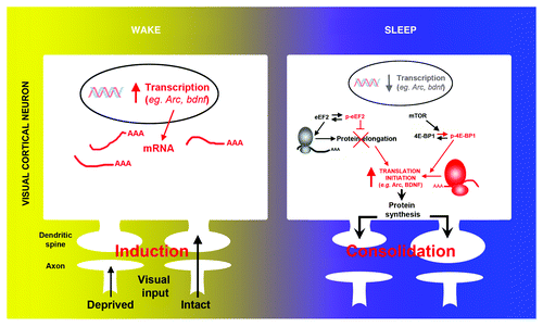 Figure 2. Molecular evidence of protein synthesis regulation during sleep. During wake, the induction of ocular dominance plasticity (monocular deprivation) triggers activity-dependent transcription of selected genes (e.g., arc, bdnf, c-fos) in V1. Subsequent sleep activates a cascade of translational events (increased translation initiation via 4E-BP1 phosphorylation and reduced global elongation via eEF2 phosphorylation) leading to a net increase in translation initiation of subsets of mRNA. Arc and bdnf are two examples of important plasticity-related genes where transcription is decreased and translation is increased during sleep.