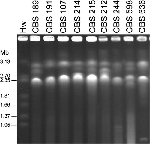 Figure 5. Electrophoretic karyotypes of Pichia membranifaciens strains. Hw, Hansenula wingei YB-4662-VIA.