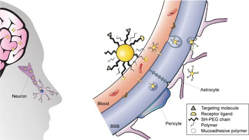 Figure 7 Strategies to enhance the delivery of AuNPs to the CNS.Notes: Left: Intranasal administration of functionalized AuNPs that recognize the target in the brain. For the mucoadhesion of the nanoparticles to the mucosa, the nanoparticles could be capped with a polymer. Right: AuNPs capped with PEG diminish the interaction with plasma proteins, a peptide that recognizes the receptor (represented in yellow as a semicircle) for RMT and a peptide that recognizes the therapeutic target (green triangles). Note that AuNPs are not scaled with respect to the cells, brain, and organism.Abbreviations: AuNPs, gold nanoparticles; CNS, central nervous system; PEG, polyethylene glycol; RMT, receptor-mediated transcytosis; BBB, blood–brain barrier.