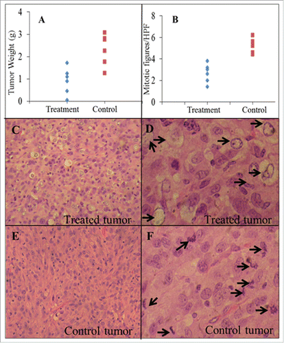 Figure 5. Comparative analysis between DT390-BiscFv806-treated U87-EGFRvIII tumors and control tumors. Compared with the control tumors, the treated tumors had a much lower tumor weight (2.2 ± 0.9 vs. 0.9 ± 0.6 g, P<0.05), a lower number of mitosis (5.23 ± 0.66 vs. 2.67 ± 0.86 per high power field, P < 0.05), and many degenerative tumor cells throughout the entire tumors. These degenerative tumors cells were rarely seen in the control tumors. Arrows indicate degenerative tumor cells in 5D and mitosis in 5F. The original magnification was 100x for 5C and 5E, and 400x for 5D and 5F. Tumors were dissected on day 18 after beginning with or without DT390-BiscFv806 treatment.