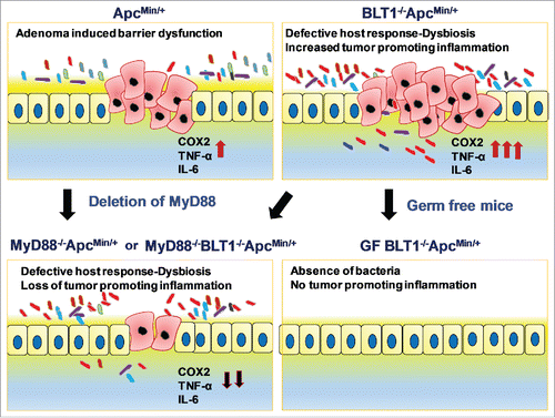 Figure 8. Interplay of BLT1 and MyD88 Signaling in Intestinal tumor development: Adenoma induced barrier dysfunction in ApcMin+ mice induces tumor promoting inflammation. Absence of BLT1 amplifies tumor initiated microbial dysbiosis leading to both bacteria (germ-free) and MyD88 dependent inflammation that promotes tumor progression.