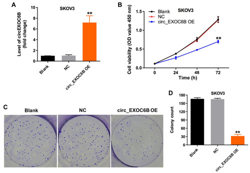 Figure 2 Overexpression of circEXOC6B inhibited the proliferation of ovarian cancer cells. (A) The level of circEXOC6B in SKOV3 cells infected with lenti-circEXOC6B was detected using qRT-PCR. (B) SKOV3 cells were infected with lenti-circEXOC6B for 72 h. CCK-8 assay was used to determine cell viability. (C, D) Colony formation assay was used to determine cell proliferation. **P < 0.01, compared with the NC group.Abbreviation: NC, negative control.