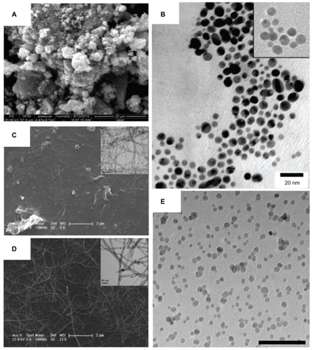 Figure 2 Various nanomaterials are being studied for emergent antimicrobial properties and are being used for the design of the next generation of therapeutics and biomaterials. Zinc oxide nanoparticles (shown in A) have a high surface area and a particle size of about 12 nm, demonstrating antibacterial activity (scanning electron micrograph; scale bar: 20 μm). Vancomycin-coated gold nanoparticles (shown in B), with an inset at the minimum inhibitory concentration, are able to overcome resistance in several strains of vancomycin-resistant bacteria (transmission electron micrograph; scale bar: 20 nm).Citation37 The enhanced antimicrobial properties of single-walled carbon nanotubes compared with larger diameter multiwalled carbon nanotubes (as shown in C and D, respectively) could be used as conductive biomaterials, in situ sensors, or tissue engineering scaffolds (scale bars: 2 μm and 50 nm, as shown in inset).Citation54 Superparamagnetic iron oxide nanoparticles (shown in E; scale bar: 100 nm) with antimicrobial properties are being explored for controlled delivery to infection sites.Notes: A is reprinted with permission from Raghupathi KR, Koodali RT, Manna AC. Size-dependent bacterial growth inhibition and mechanism of antibacterial activity of zinc oxide nanoparticles. Langmuir. 2011;27(7):4020–4028. Copyright 2011 American Chemical Society. B is reprinted with permission from Gu H, Ho PL, Tong E, Wang L, Xu B. Presenting vancomycin on nanoparticles to enhance antimicrobial activities. Nano Letters. 2003;3(9):1261–1263. Copyright 2003 American Chemical Society. C and D are reprinted with permission from Kang S, Mauter MS, Elimelech M. Microbial cytotoxicity of carbon-based nanomaterials: implications for river water and wastewater effluent. Environ Sci Technol. 2009;43(7):2648–2653. Copyright 2009 American Chemical Society.