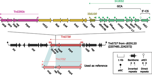 Figure 6. Organization of Tn6737. The figure utilizes arrows to represent genes, while transposons, integrons, and other features are distinguished with distinct colours based on their functional classification. Regions of homology, which are defined by nucleotide identity greater than 95%, are highlighted with a shaded background. Pseudogenes are identified by a single quotation mark preceding their name.