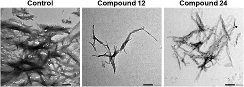 Figure 5. TEM imaging of amylin fibrils incubated with two unique treatments. Samples of fIAPP were solubilized at 10 µM in PBS buffer. Samples were incubated with DMSO (0.25%), compound 12, or compound 24. After the end of fibril formation kinetics (≤ 12 h), samples were deposited on copper grids and stained for TEM visualization. All images are displayed at 20k magnification.