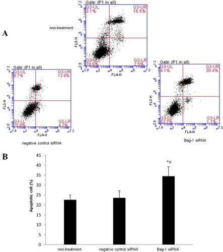 Figure 5 Effects of Bag-1 siRNA and cisplatin on the regulation of A549 cell apoptosis. A549 cells were grown and infected by Bag-1 or negative control siRNA for 48 hrs and then treated with 5 μg/mL cisplatin for 24 hrs and subjected to a flow cytometric apoptosis assay. (A) Representative results of the Annexin V-APC/PI staining of A549 cells. Q3-UL necrosis, Q3-UR late apoptosis, Q3-LR early apoptosis, and a Q3-LL viable cell. (B) The graph is quantified data of the assay. *p=0.007 vs the non-treatment group and #p=0.010 vs the negative control siRNA group.