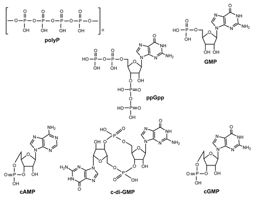 Figure 2. Structures of the compounds tested (polyP, ppGpp, GMP, cAMP, c-di-GMP, and cGMP).