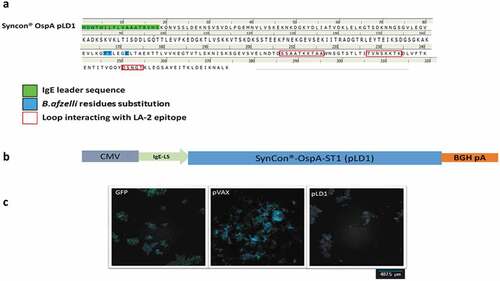 Figure 1. Engineering of SynCon® sequence of OspA DNA vaccine pLD1. (a) Protein sequence of pLD1. (b) Schematic of pLD1 construct, OspA antigen is encoded in a pVAX plasmid under CMV promoter. The IgE leader sequences were inserted at the 5ʹend to enhance protein expression. (c) Immunofluorescent image of 293 T cells transfected with GFP, pVAX or pLD1, nucleus stained for DAPI (blue) and immune-stained for anti-OspA (red Alexa fluor® 555 stain).